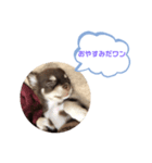 チワワスタンプ第1弾（個別スタンプ：6）