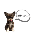 チワワスタンプ第1弾（個別スタンプ：7）
