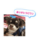 チワワスタンプ第1弾（個別スタンプ：8）