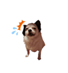 ワンコ(犬) enjoyスタンプ（個別スタンプ：3）
