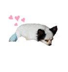ワンコ(犬) enjoyスタンプ（個別スタンプ：16）