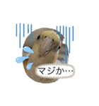 コタローとまる（個別スタンプ：3）