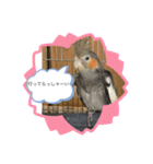 コタローとまる（個別スタンプ：6）