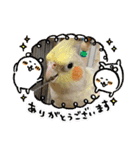 コタローとまる（個別スタンプ：9）