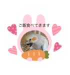 コタローとまる（個別スタンプ：13）