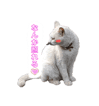 チクワとユキ❤（個別スタンプ：3）