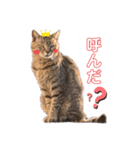 チクワとユキ❤（個別スタンプ：7）
