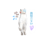 チクワとユキ❤（個別スタンプ：8）