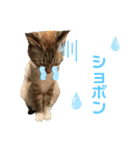 HanaTsumuFuta（個別スタンプ：25）