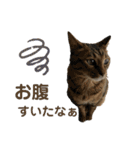 HanaTsumuFuta（個別スタンプ：30）