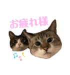 HanaTsumuFuta（個別スタンプ：34）
