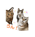 HanaTsumuFuta（個別スタンプ：39）