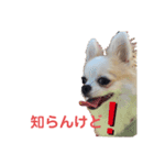 NICO's スタンプ3（個別スタンプ：2）
