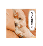 クッキーの日常"5"（個別スタンプ：2）