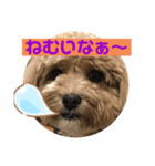 クッキーの日常"5"（個別スタンプ：5）