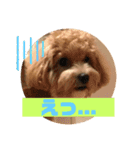 クッキーの日常"5"（個別スタンプ：6）