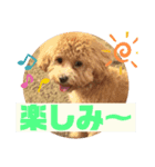 クッキーの日常"5"（個別スタンプ：8）