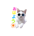 てん☆スタンプ（個別スタンプ：1）