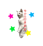 てん☆スタンプ（個別スタンプ：2）