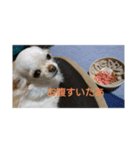わんこ ちび＆チェリー8（個別スタンプ：6）