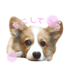 パピーコーギーらてさん☕ ②（個別スタンプ：3）