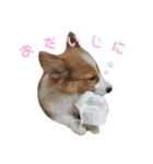 パピーコーギーらてさん☕ ②（個別スタンプ：4）