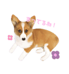 パピーコーギーらてさん☕ ②（個別スタンプ：5）