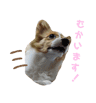 パピーコーギーらてさん☕ ②（個別スタンプ：9）