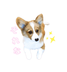 パピーコーギーらてさん☕ ②（個別スタンプ：11）