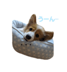 パピーコーギーらてさん☕ ②（個別スタンプ：22）