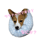 パピーコーギーらてさん☕ ②（個別スタンプ：23）