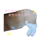 パピーコーギーらてさん☕ ②（個別スタンプ：24）