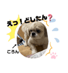 みことわんこたち（個別スタンプ：1）