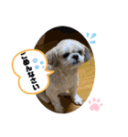みことわんこたち（個別スタンプ：3）