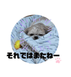 みことわんこたち（個別スタンプ：4）