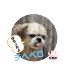 みことわんこたち（個別スタンプ：5）