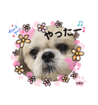 みことわんこたち（個別スタンプ：13）