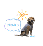 ビーグルFriend（個別スタンプ：1）