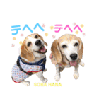 ビーグルFriend（個別スタンプ：13）