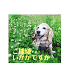 ビーグルFriend（個別スタンプ：14）