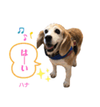 ビーグルFriend（個別スタンプ：15）