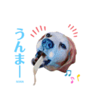 ビーグルFriend（個別スタンプ：19）