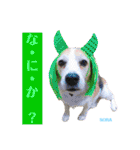 ビーグルFriend（個別スタンプ：21）