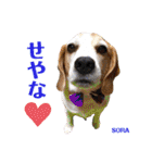 ビーグルFriend（個別スタンプ：25）