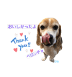 ビーグルFriend（個別スタンプ：32）