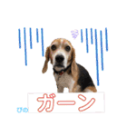 ビーグルFriend（個別スタンプ：33）