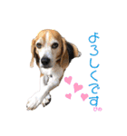 ビーグルFriend（個別スタンプ：34）