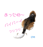 ビーグルFriend（個別スタンプ：37）