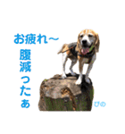 ビーグルFriend（個別スタンプ：38）