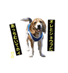 ビーグルFriend（個別スタンプ：40）